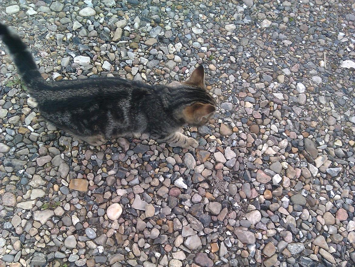 Blanding af racer Unavngivet billede 14