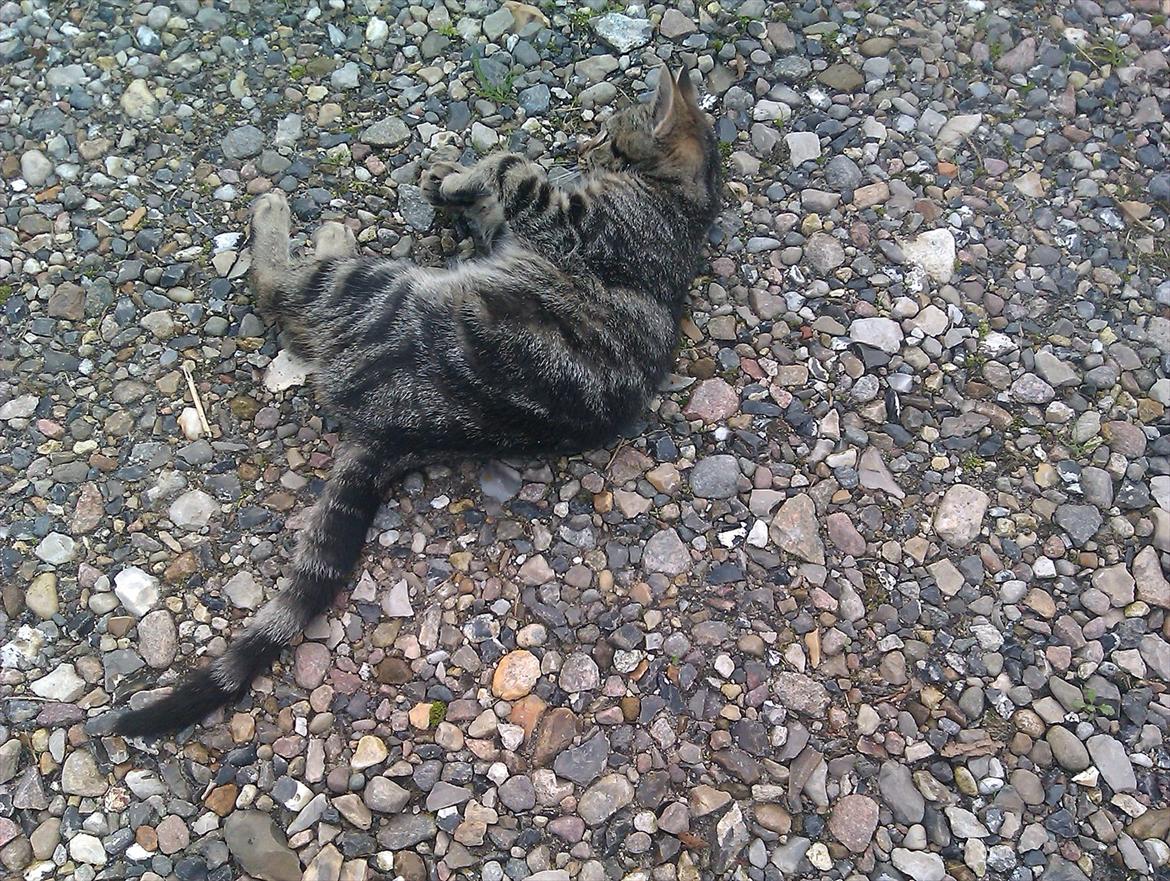 Blanding af racer Unavngivet billede 15