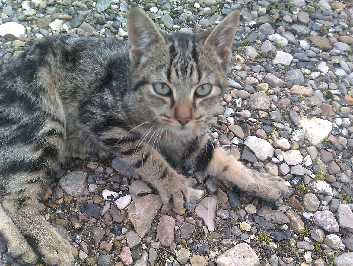 Blanding af racer Unavngivet billede 16