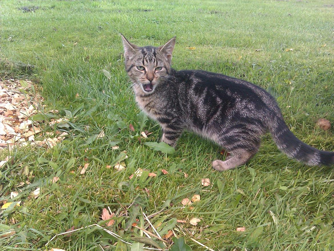 Blanding af racer Unavngivet billede 17