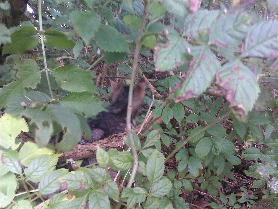 Blanding af racer Unavngivet billede 18