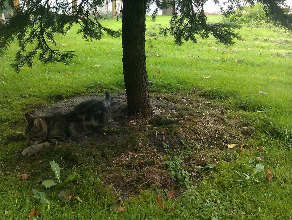 Blanding af racer Unavngivet billede 19