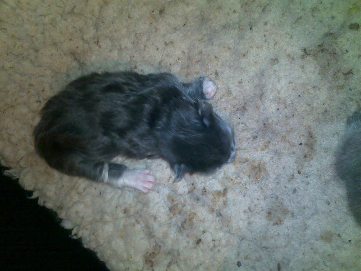 Blanding af racer Nuka billede 16