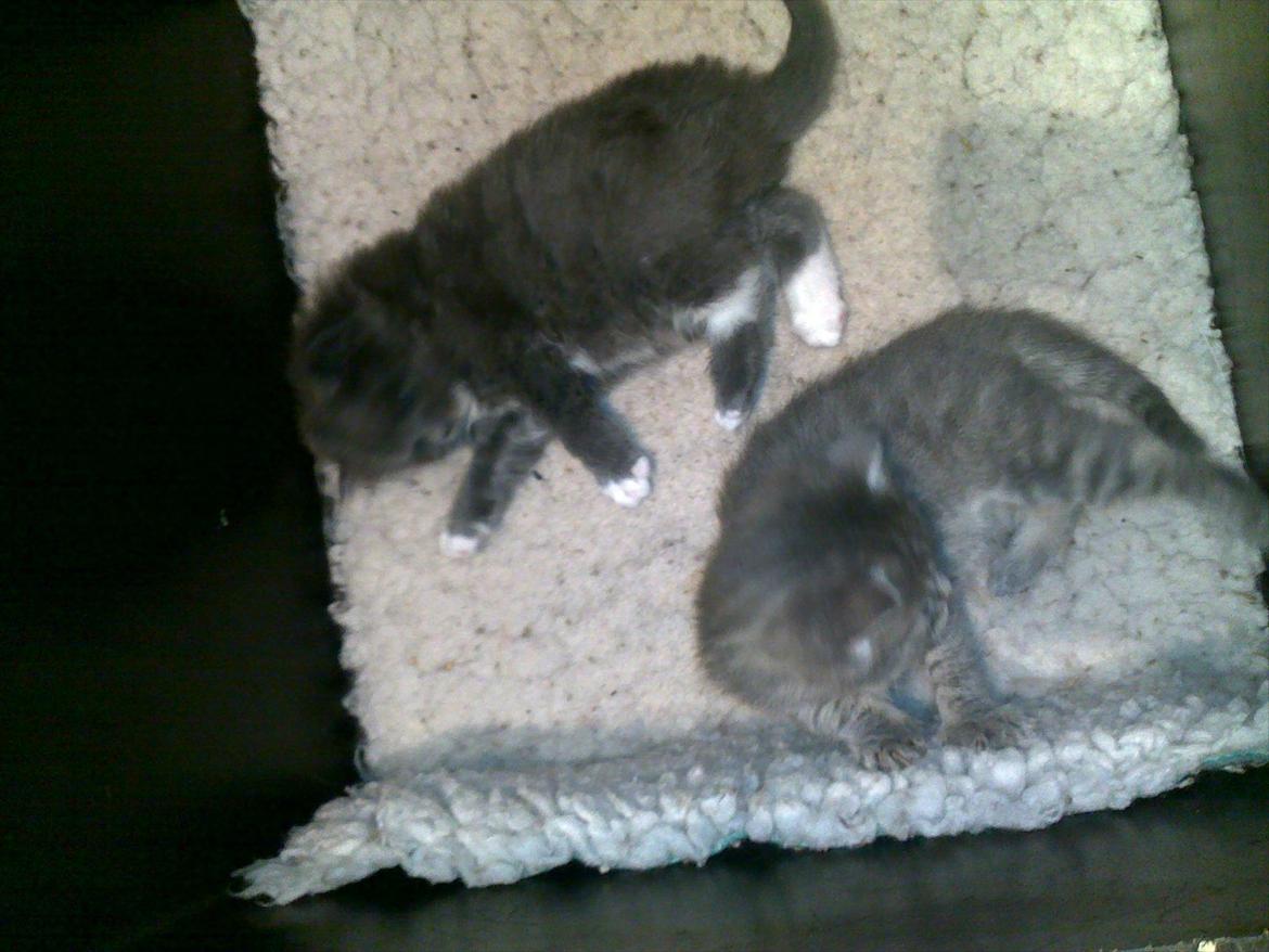 Blanding af racer Nuka billede 18