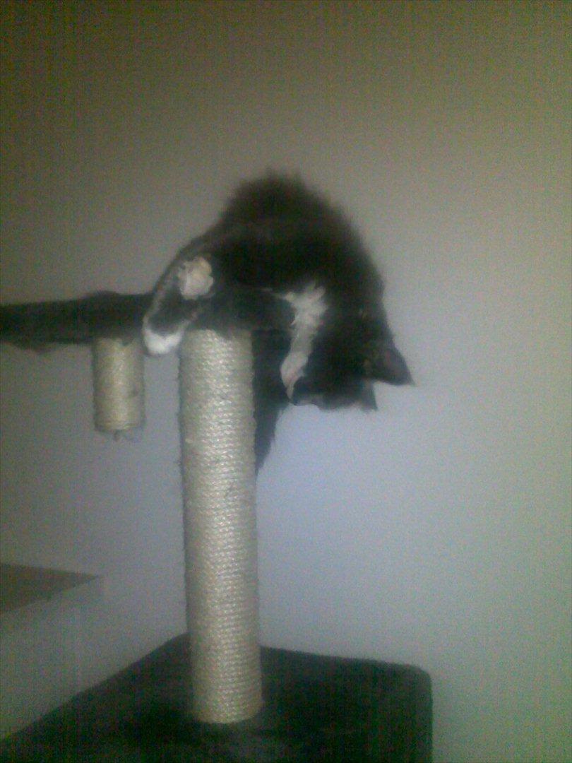 Blanding af racer Nuka billede 19