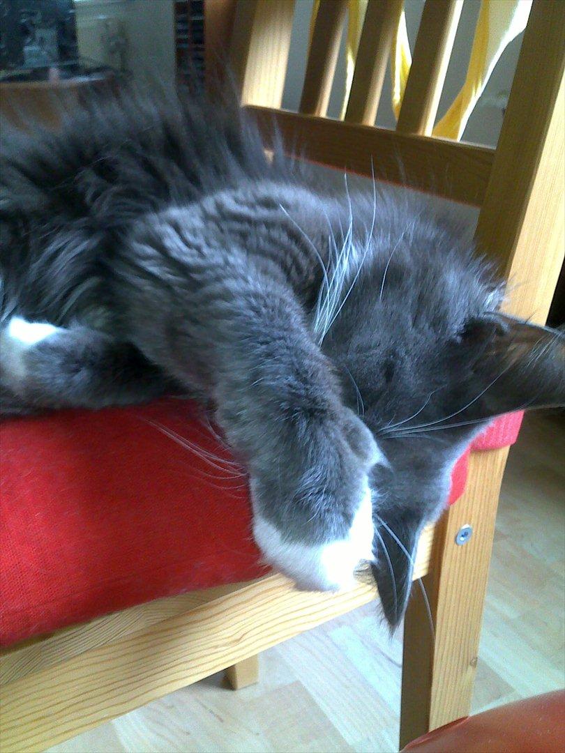 Blanding af racer Nuka billede 20