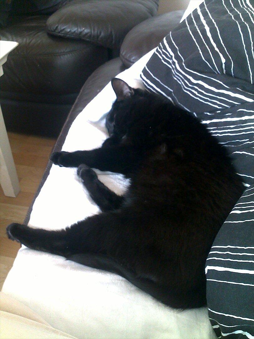 Blanding af racer Duchesse billede 19