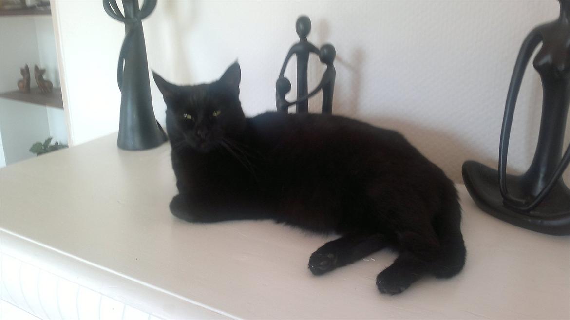 Blanding af racer Duchesse billede 20