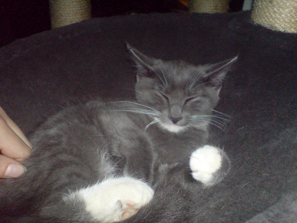 Blanding af racer Jaline  - Føreste gang jeg så Jaline :) billede 12