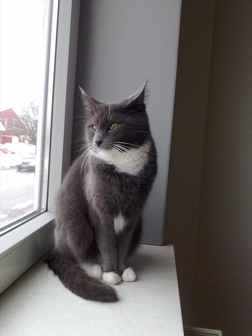 Blanding af racer Jaline  billede 13