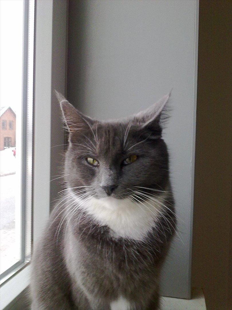 Blanding af racer Jaline  billede 14