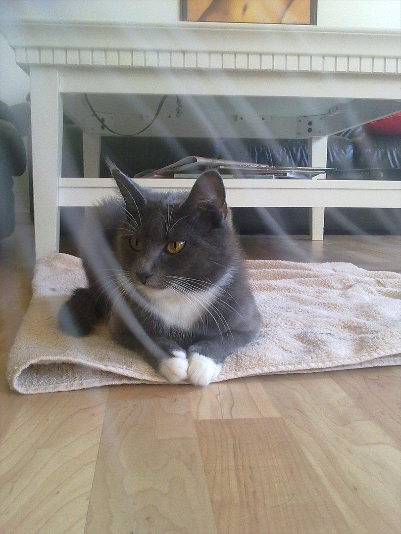 Blanding af racer Jaline  billede 15