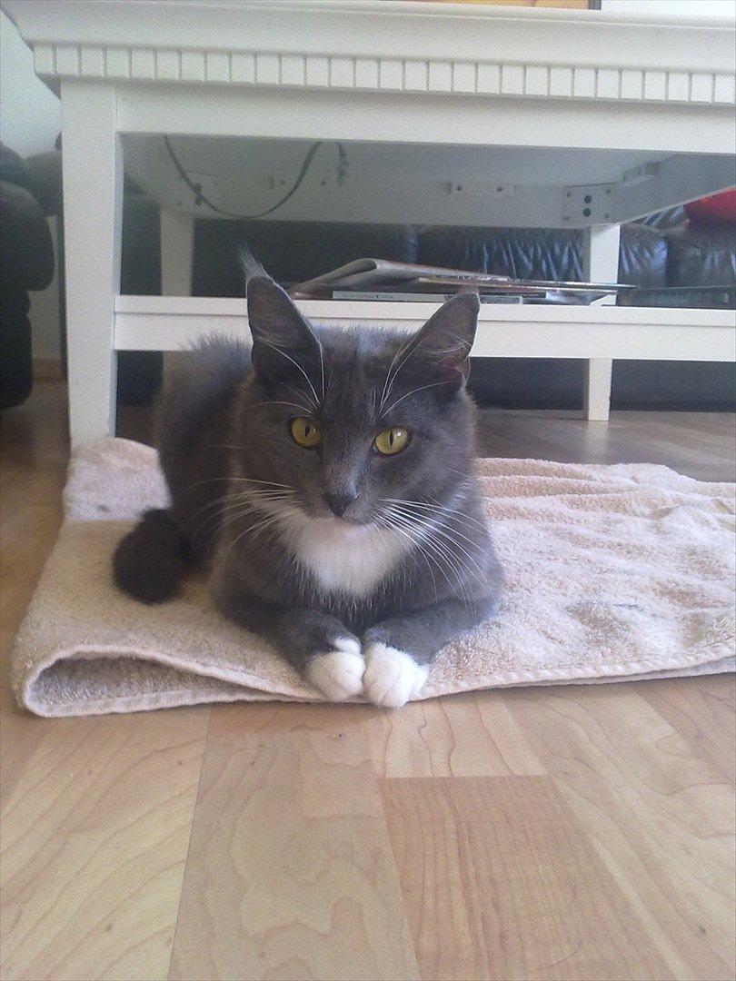 Blanding af racer Jaline  billede 16