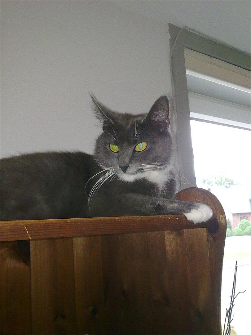 Blanding af racer Jaline  billede 17