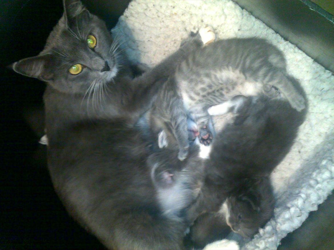 Blanding af racer Jaline  - Jaline og hendes killinger billede 18