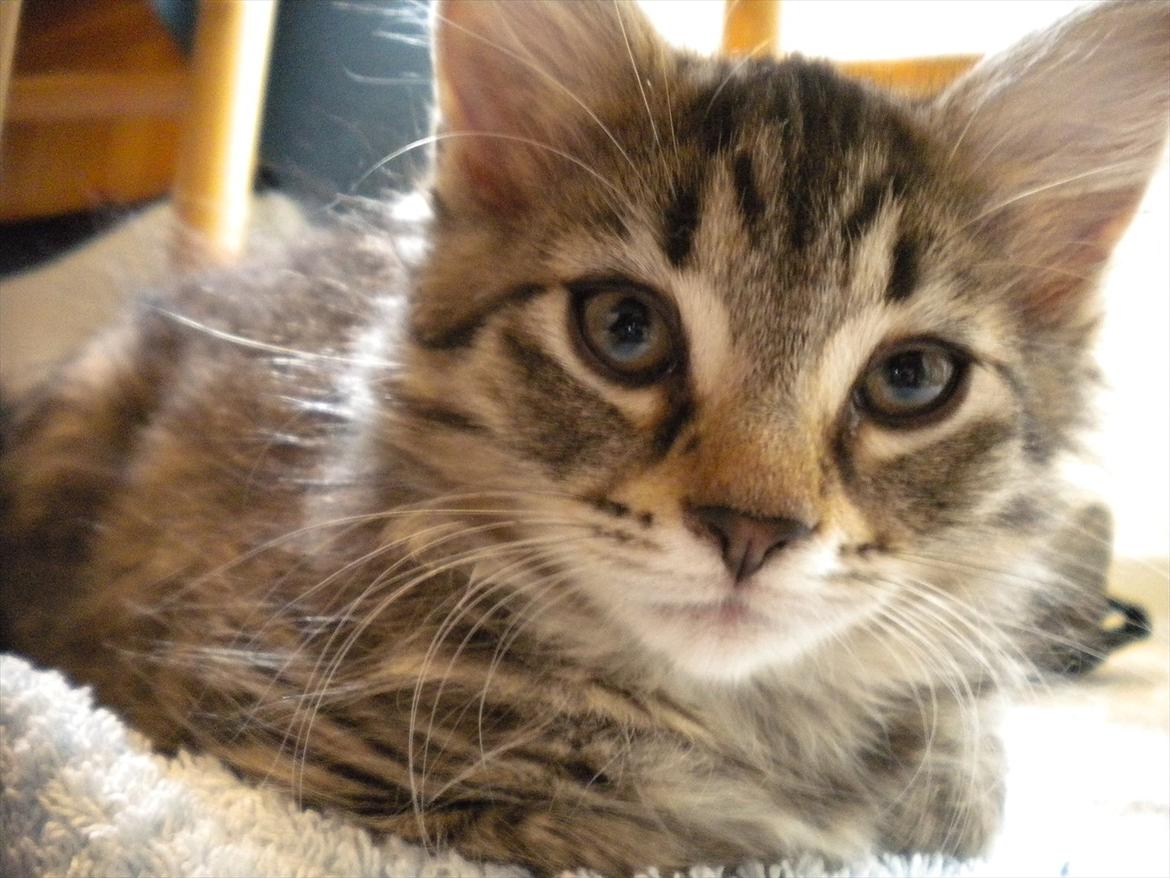 Blanding af racer Duzie billede 1