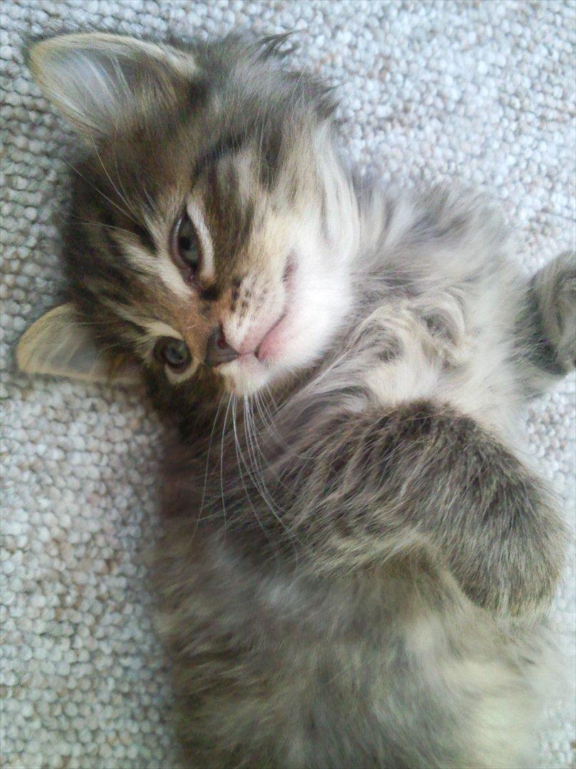 Blanding af racer Duzie billede 2