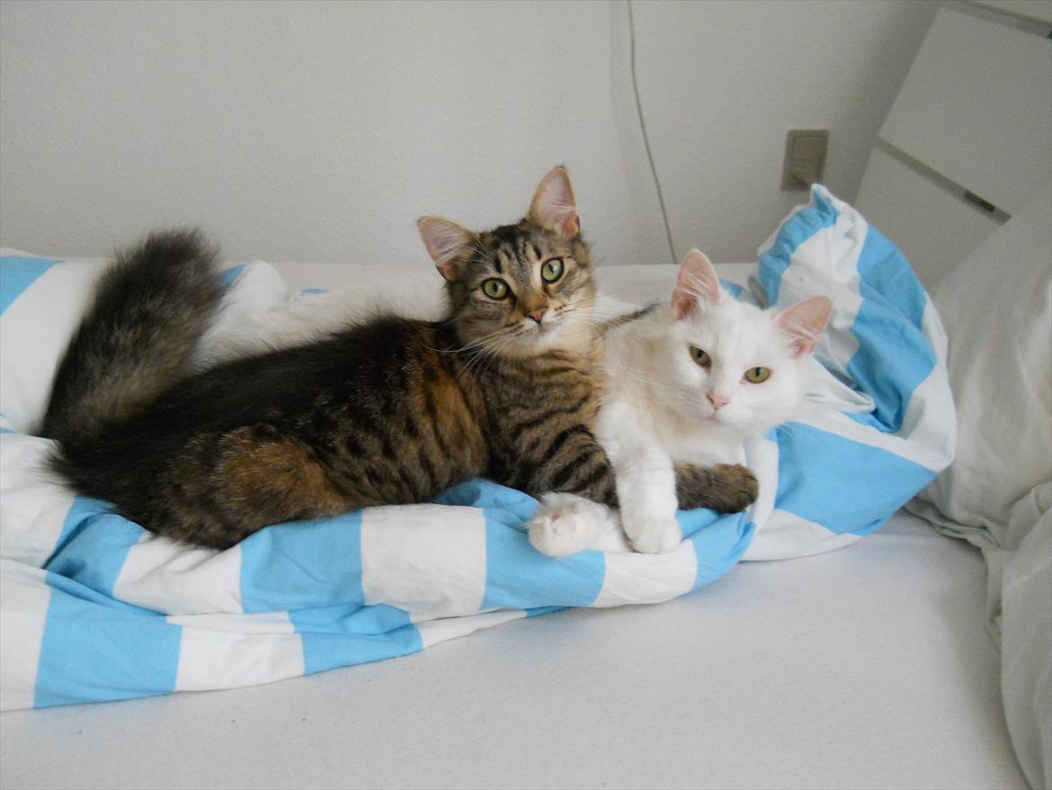 Blanding af racer Duzie billede 3