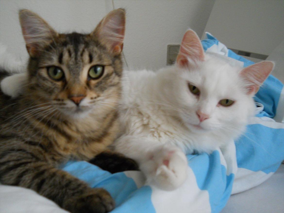 Blanding af racer Duzie billede 4