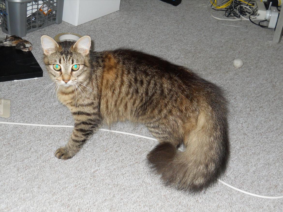 Blanding af racer Duzie billede 5