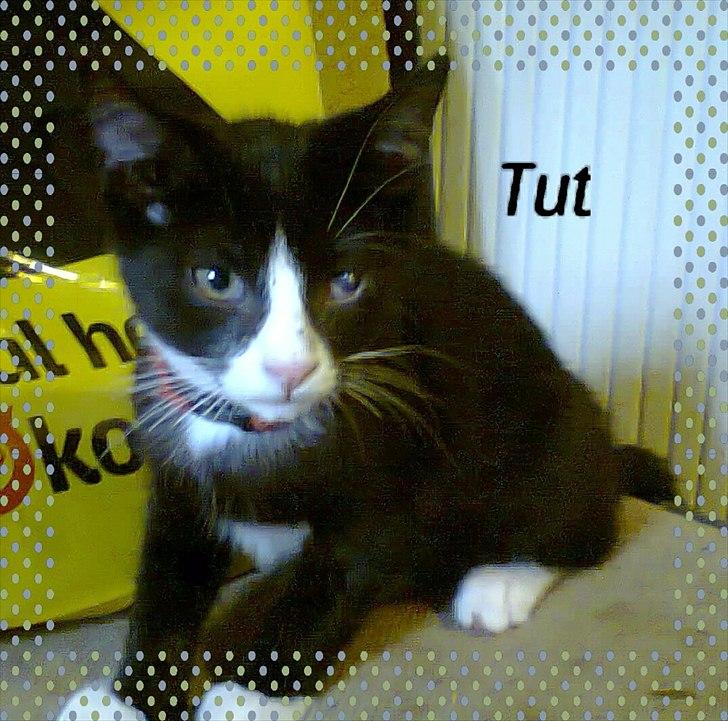 Huskat tut (søsters) billede 16