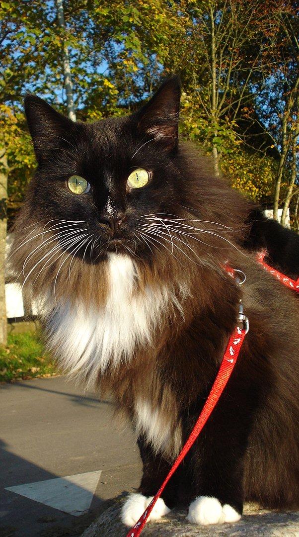 Norsk Skovkat * JACK/ MICHAEL JACKSON* billede 14