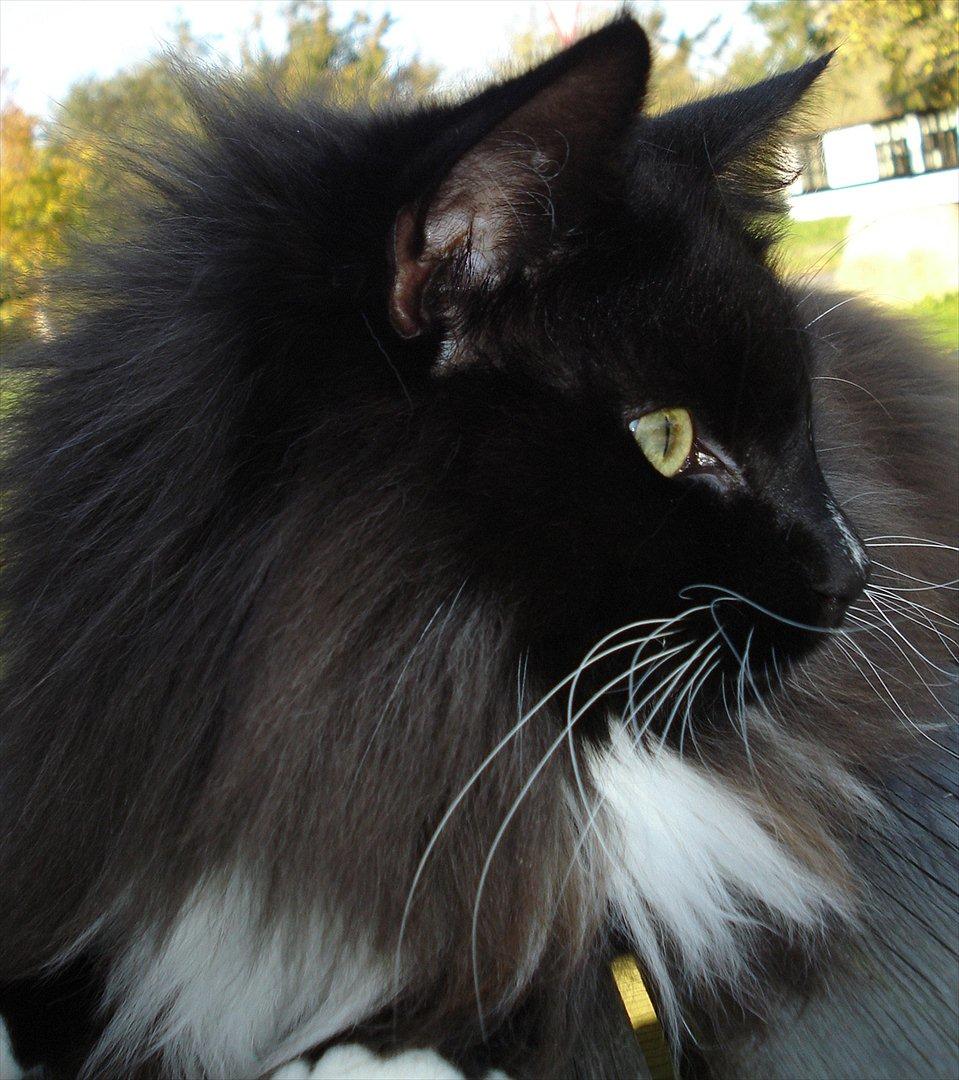 Norsk Skovkat * JACK/ MICHAEL JACKSON* billede 12