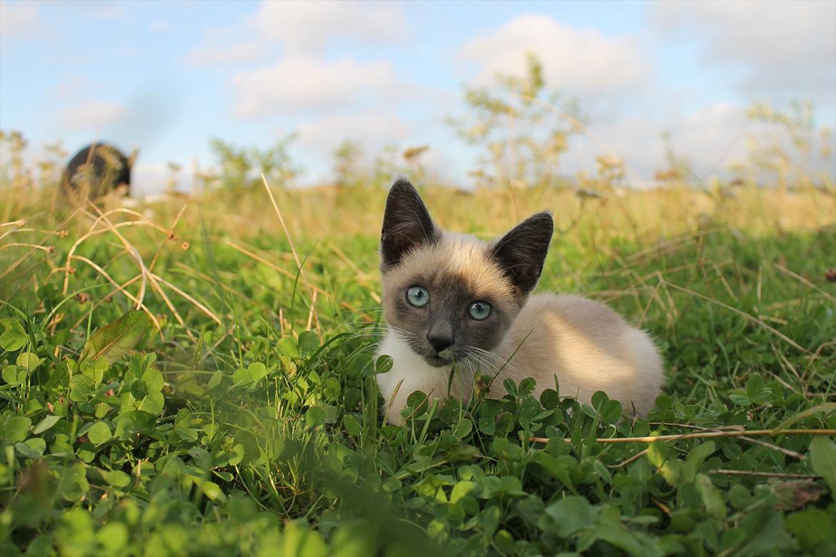 Blanding af racer spenny billede 18