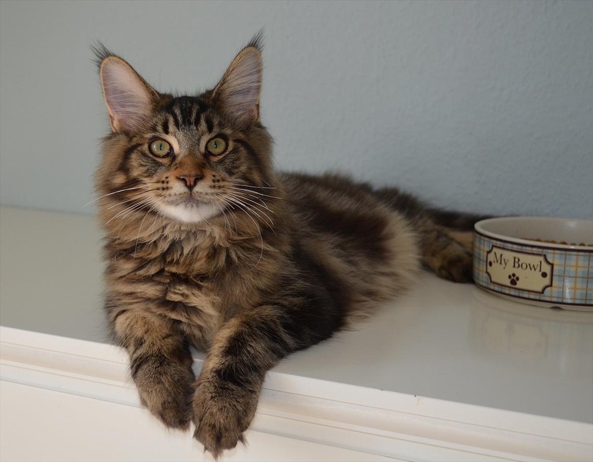 Maine Coon AnkiCoon's 57 Chevy - "Theo" billede 9