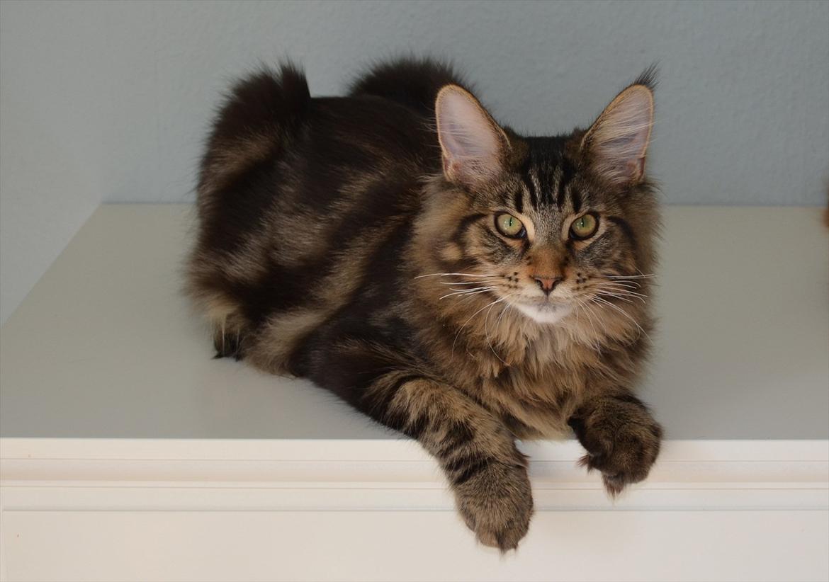 Maine Coon AnkiCoon's 57 Chevy - "Theo" billede 10