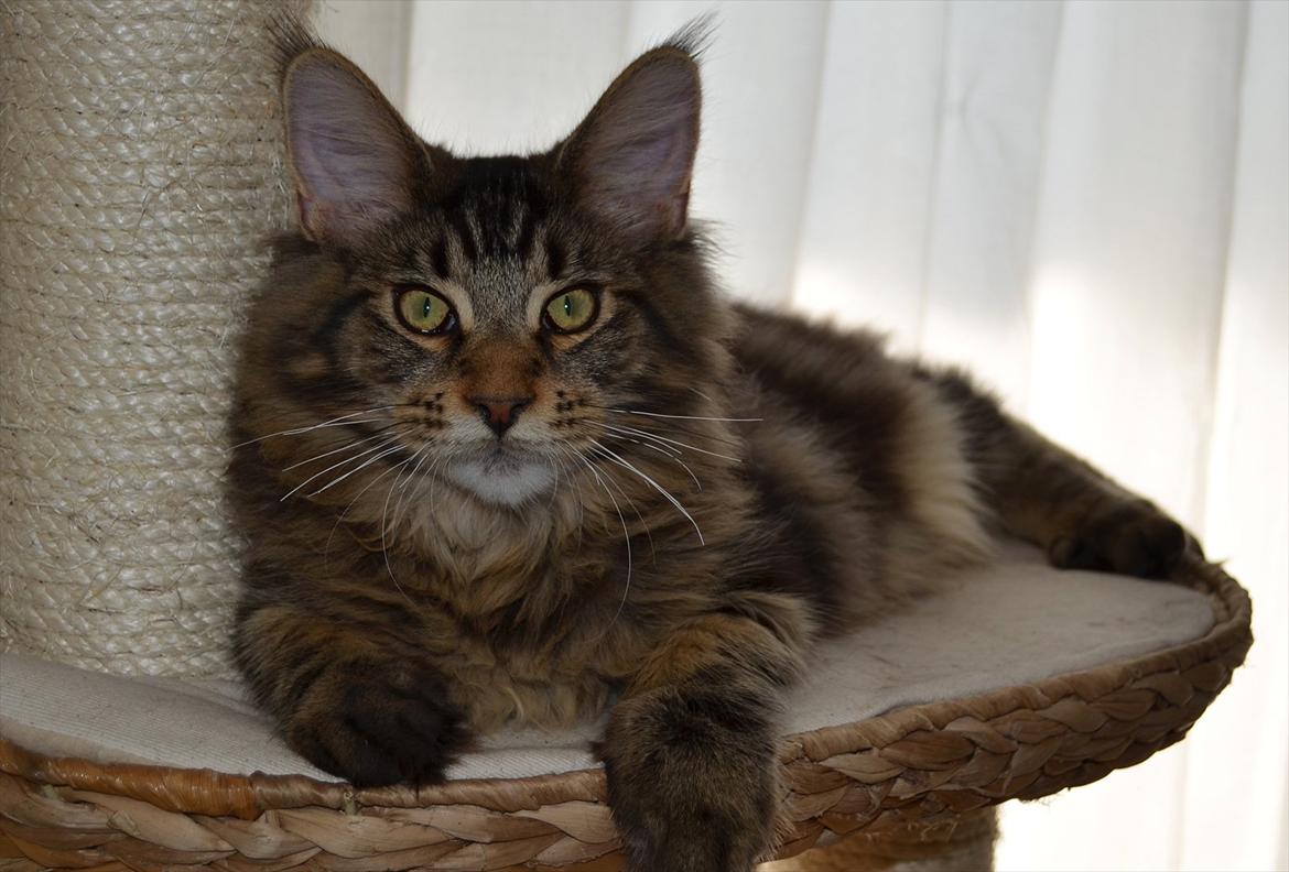 Maine Coon AnkiCoon's 57 Chevy - "Theo" billede 11
