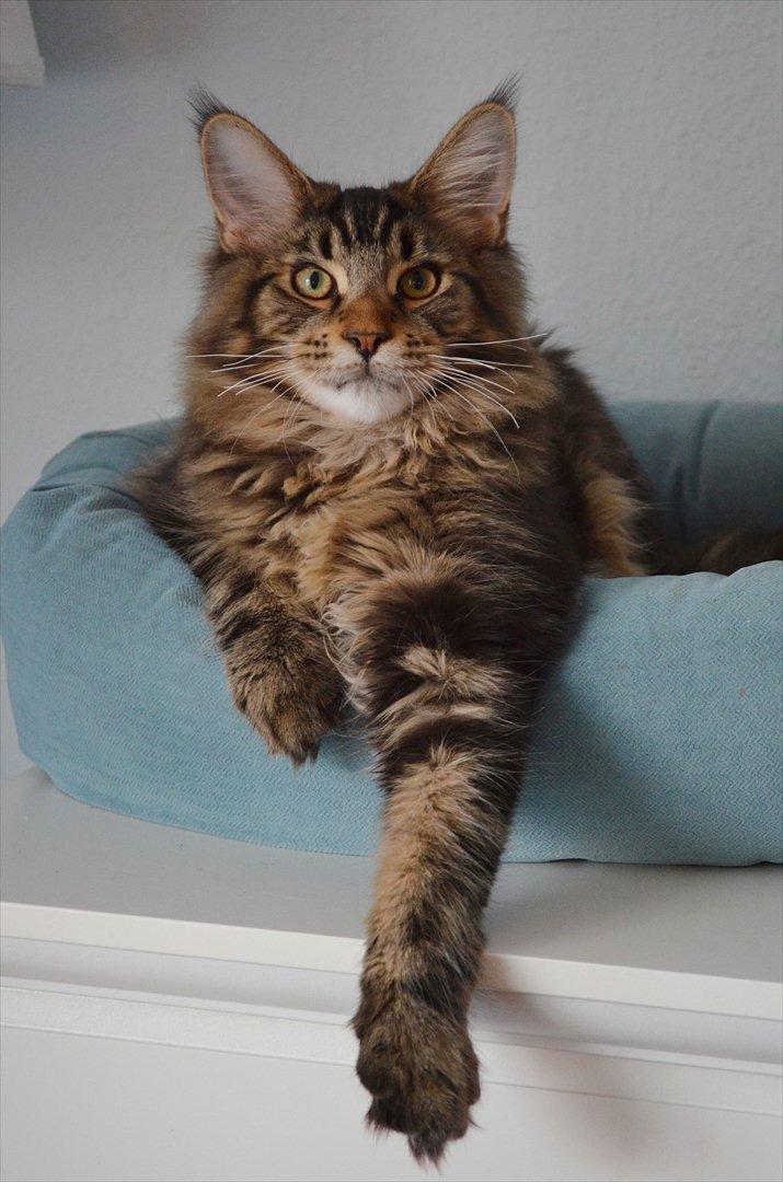 Maine Coon AnkiCoon's 57 Chevy - "Theo" billede 12