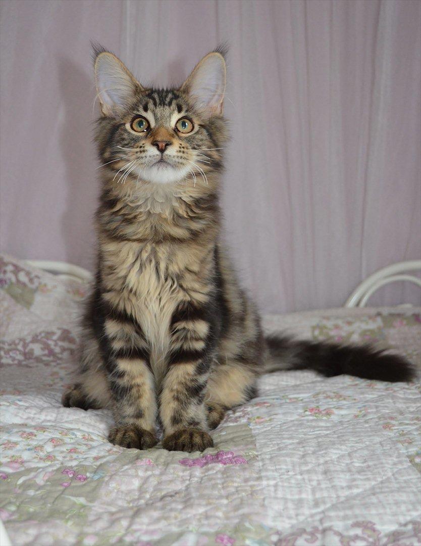 Maine Coon AnkiCoon's 57 Chevy - "Theo" billede 14
