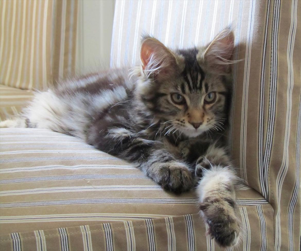 Maine Coon AnkiCoon's 57 Chevy - "Theo" billede 15