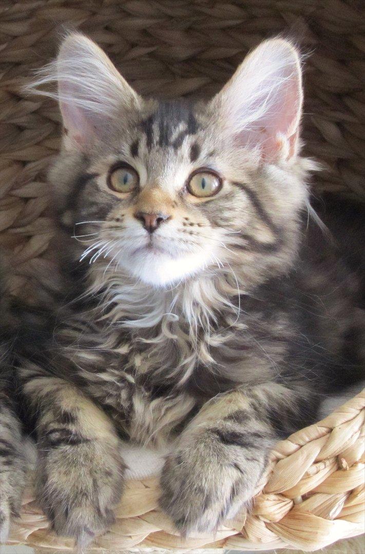 Maine Coon AnkiCoon's 57 Chevy - "Theo" - Så lille var han for bare 2½ måned siden... billede 16