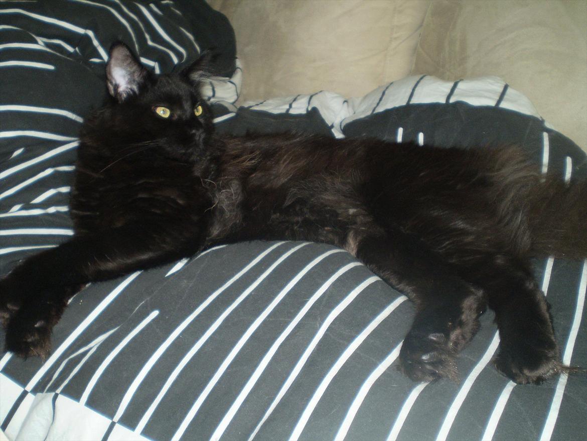 Maine Coon Diablo billede 11