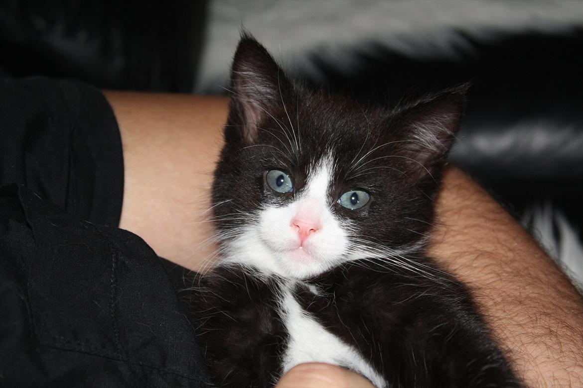 Blanding af racer Nisha  - 6 uger billede 8