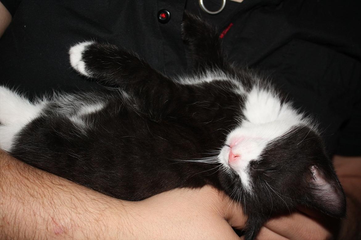 Blanding af racer Nisha  - 6 uger billede 9