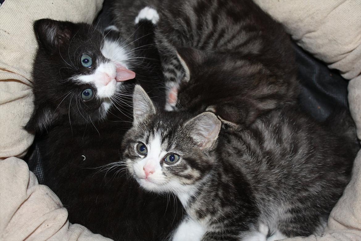 Blanding af racer Nisha  - 6 uger. Putter med bror og søster :) billede 10