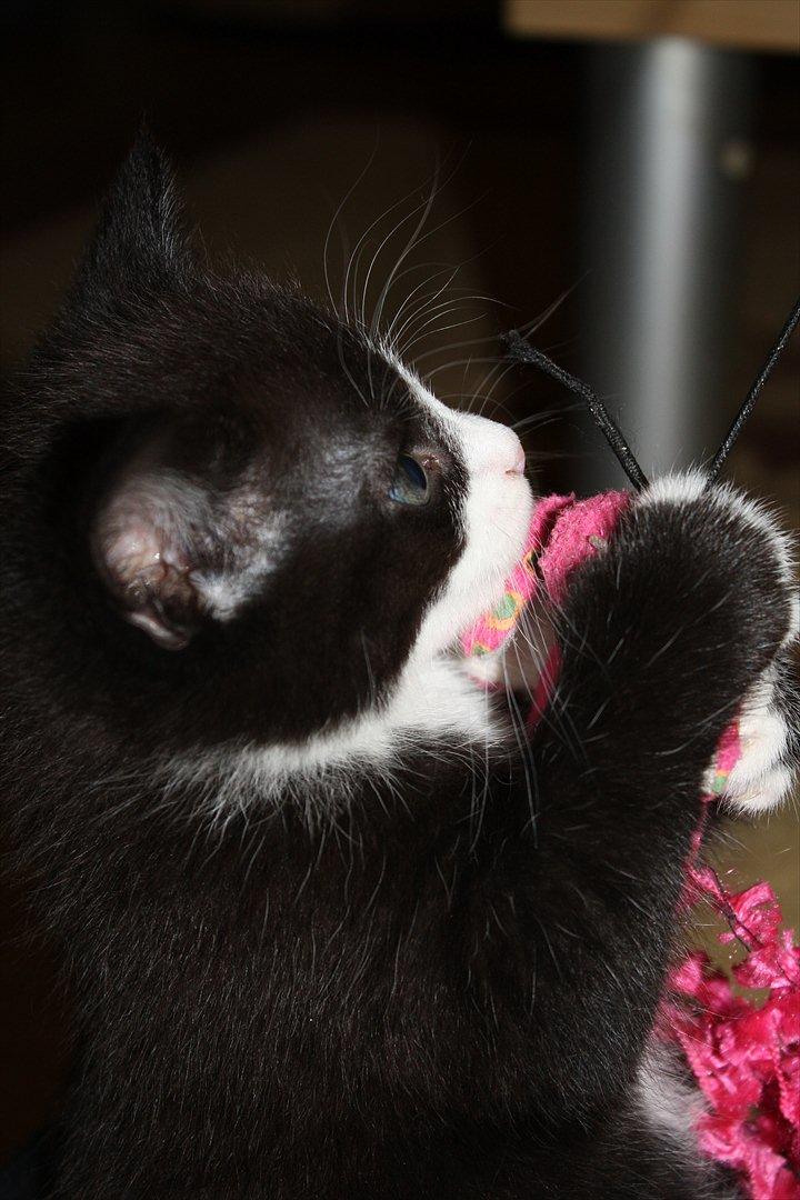 Blanding af racer Nisha  - 6 uger billede 11