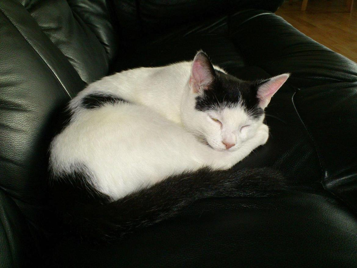 Huskat Laban (Labse) rip  billede 7