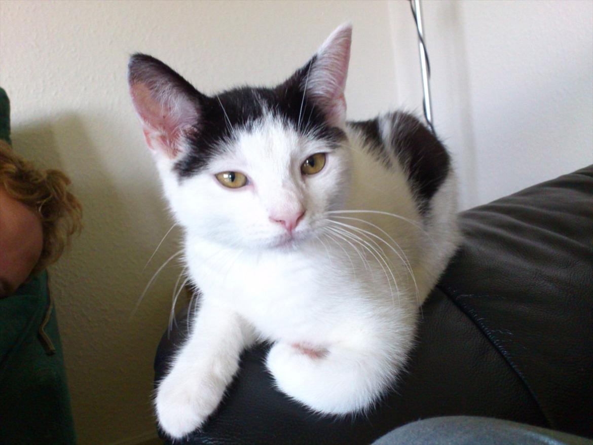 Huskat Laban (Labse) rip  billede 2