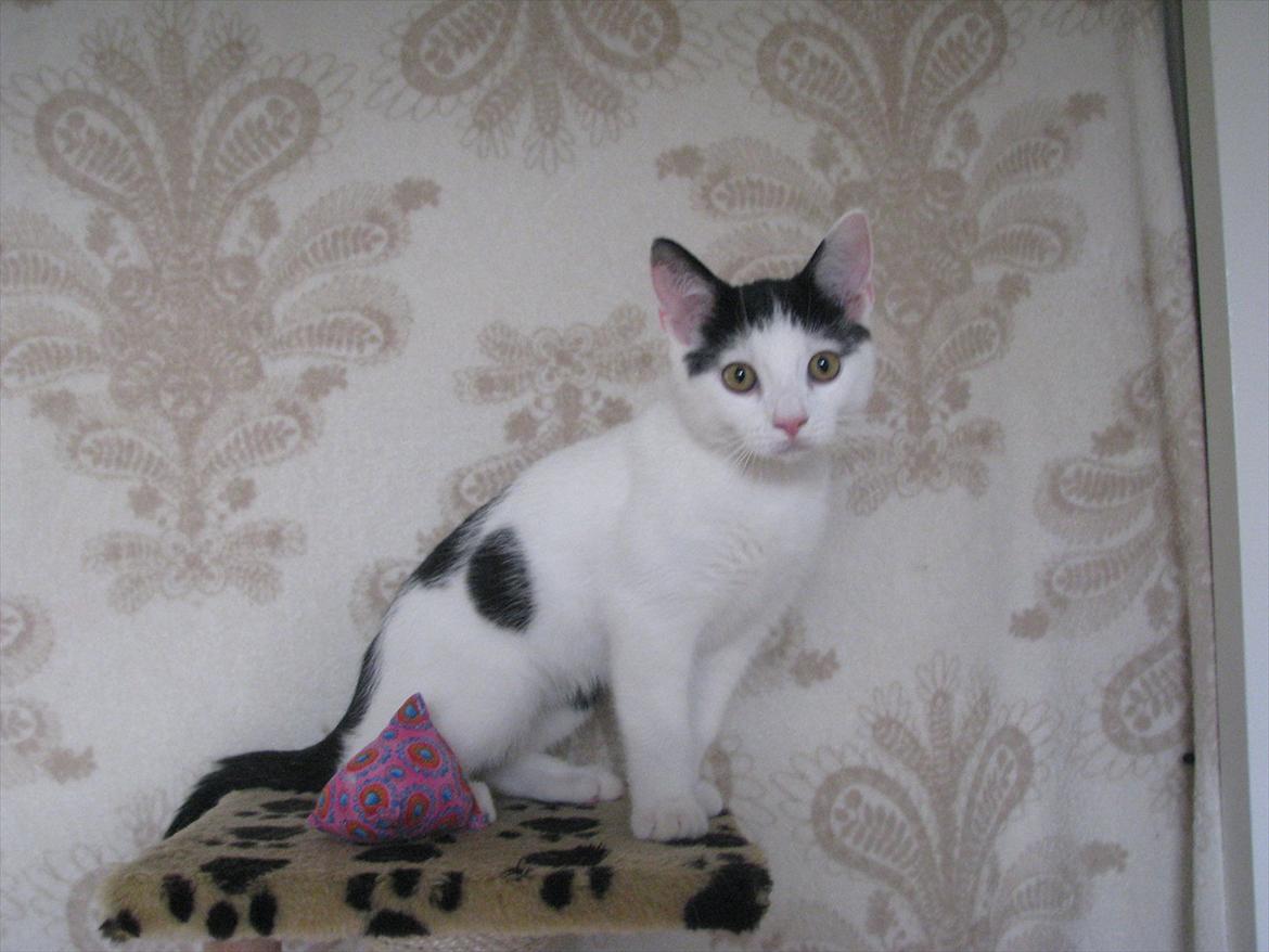 Huskat Laban (Labse) rip  billede 5