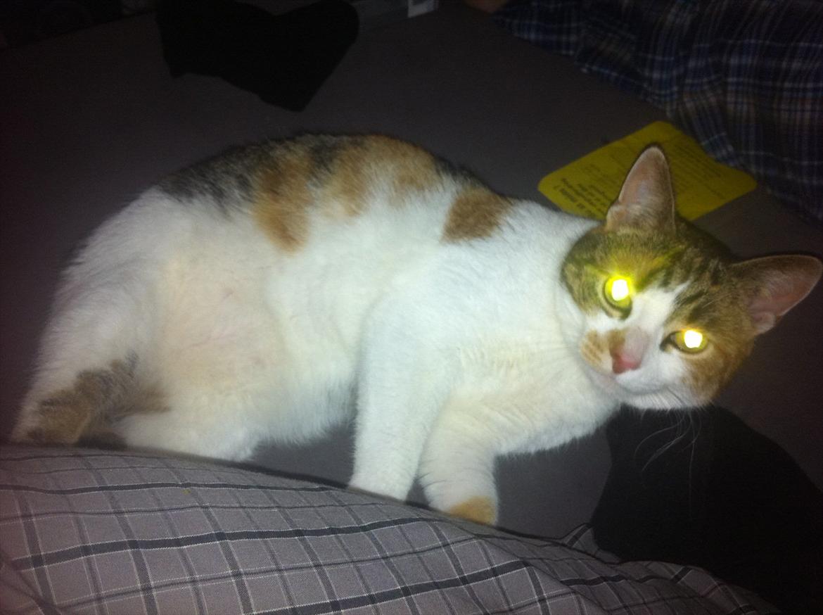 Blanding af racer Freja billede 1