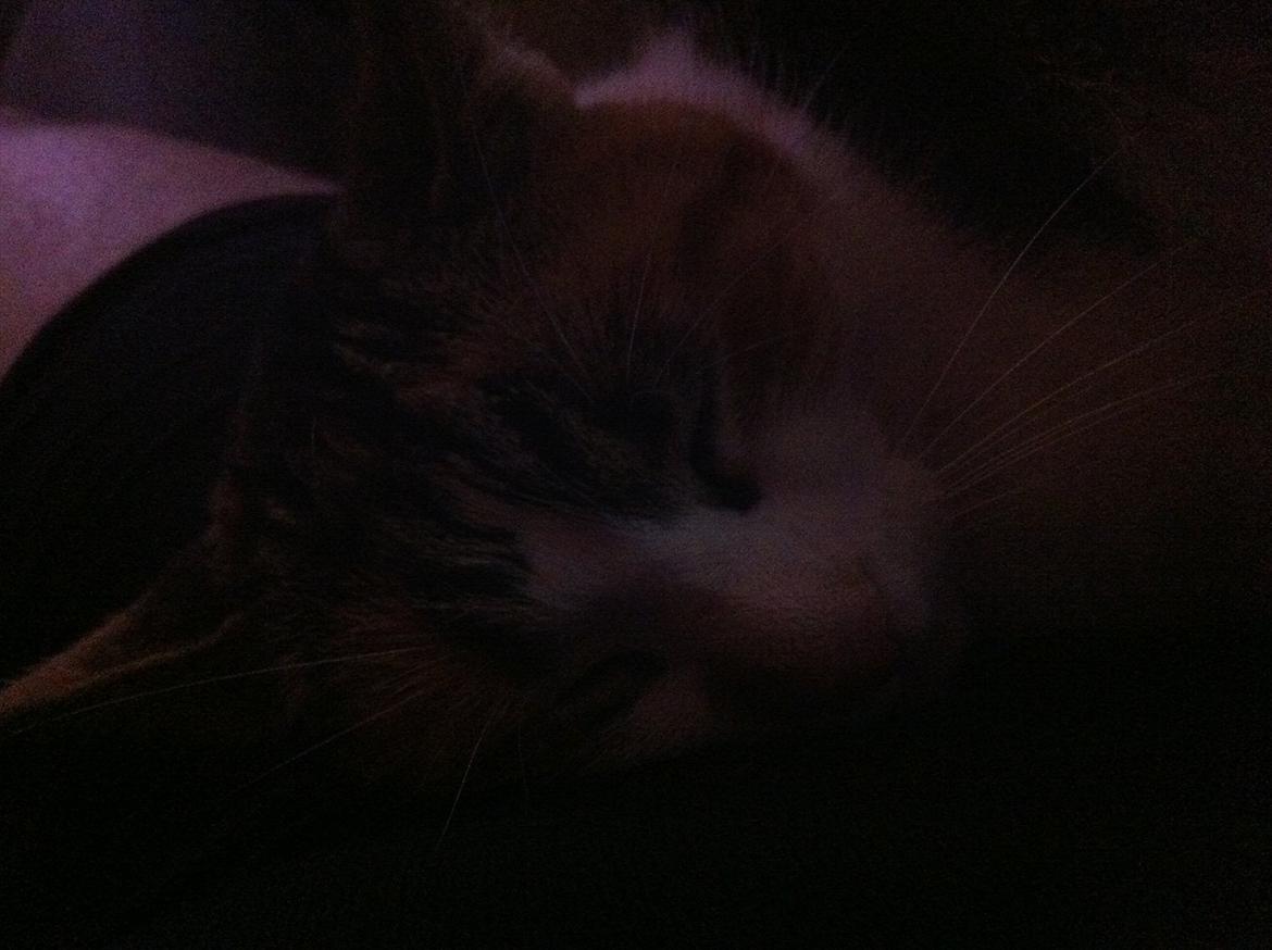 Blanding af racer Freja billede 2