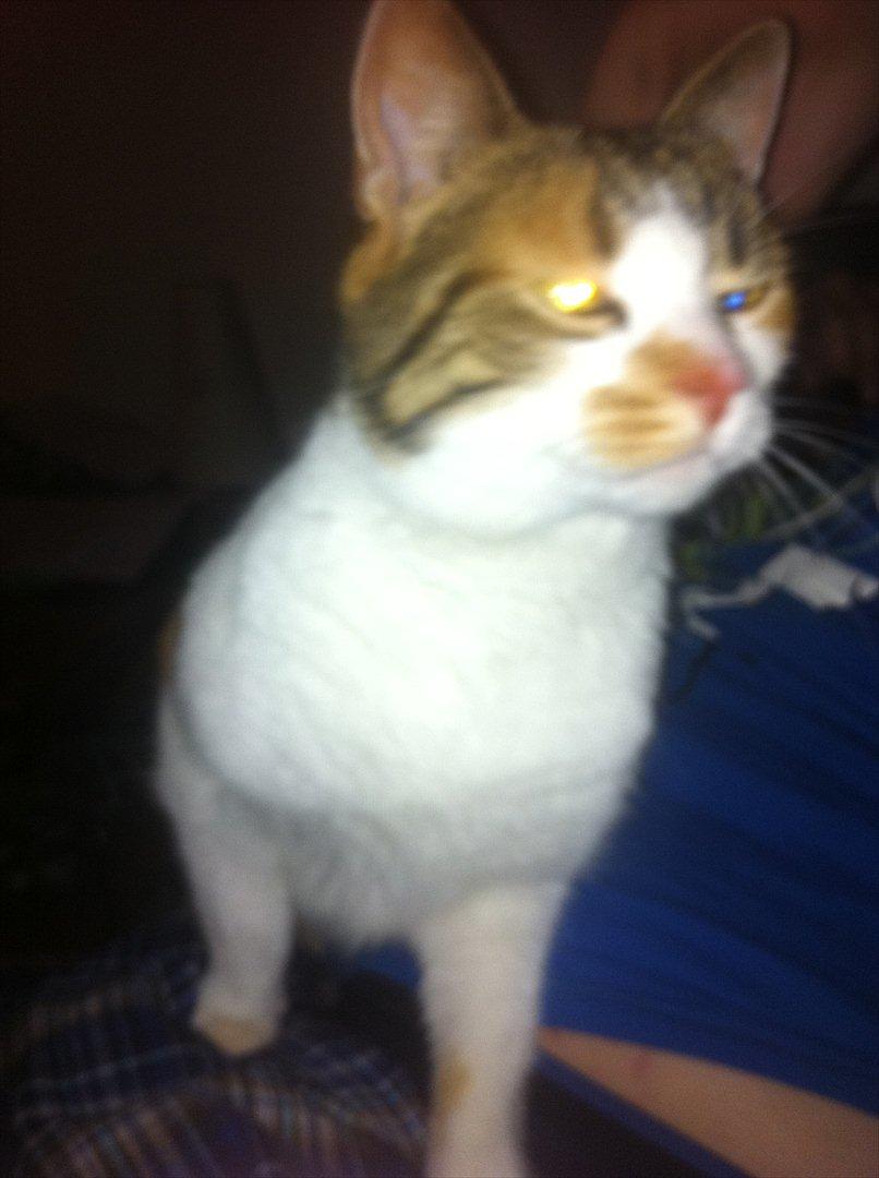 Blanding af racer Freja billede 3