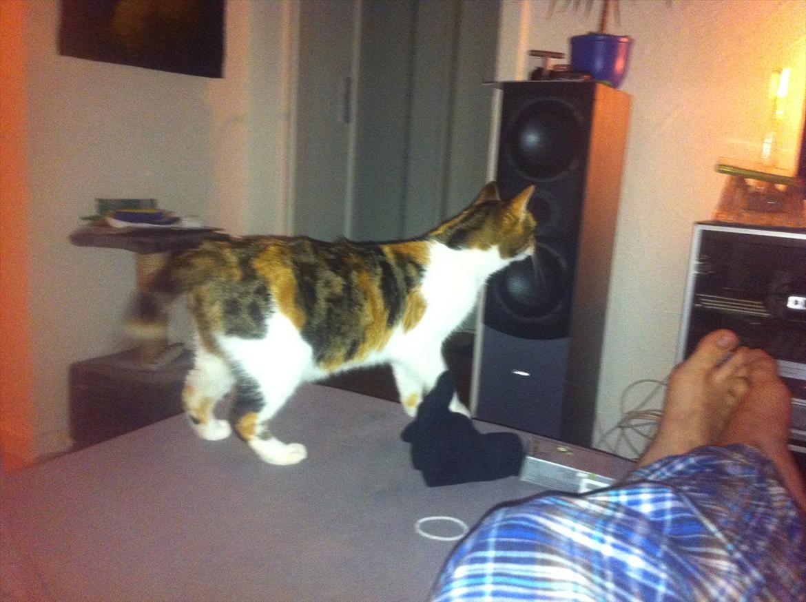 Blanding af racer Freja billede 4