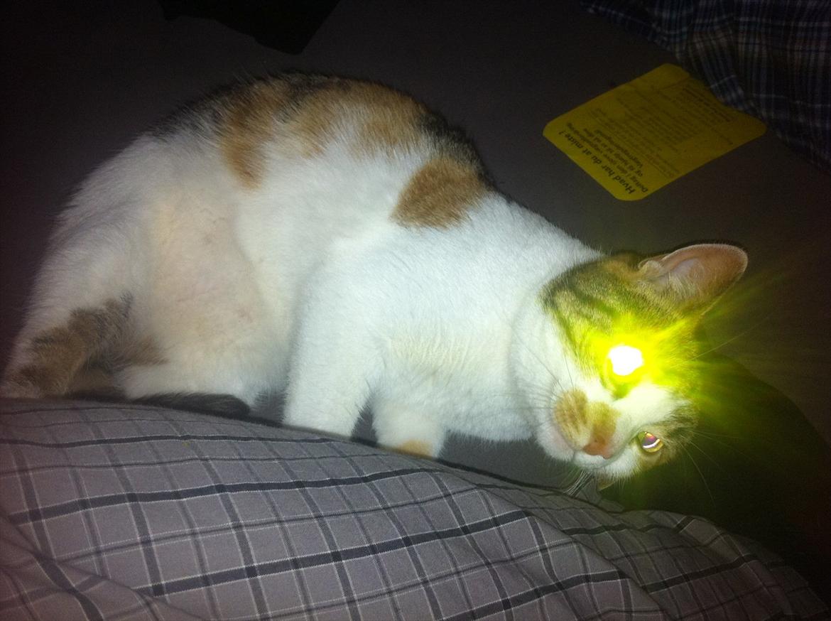 Blanding af racer Freja billede 5