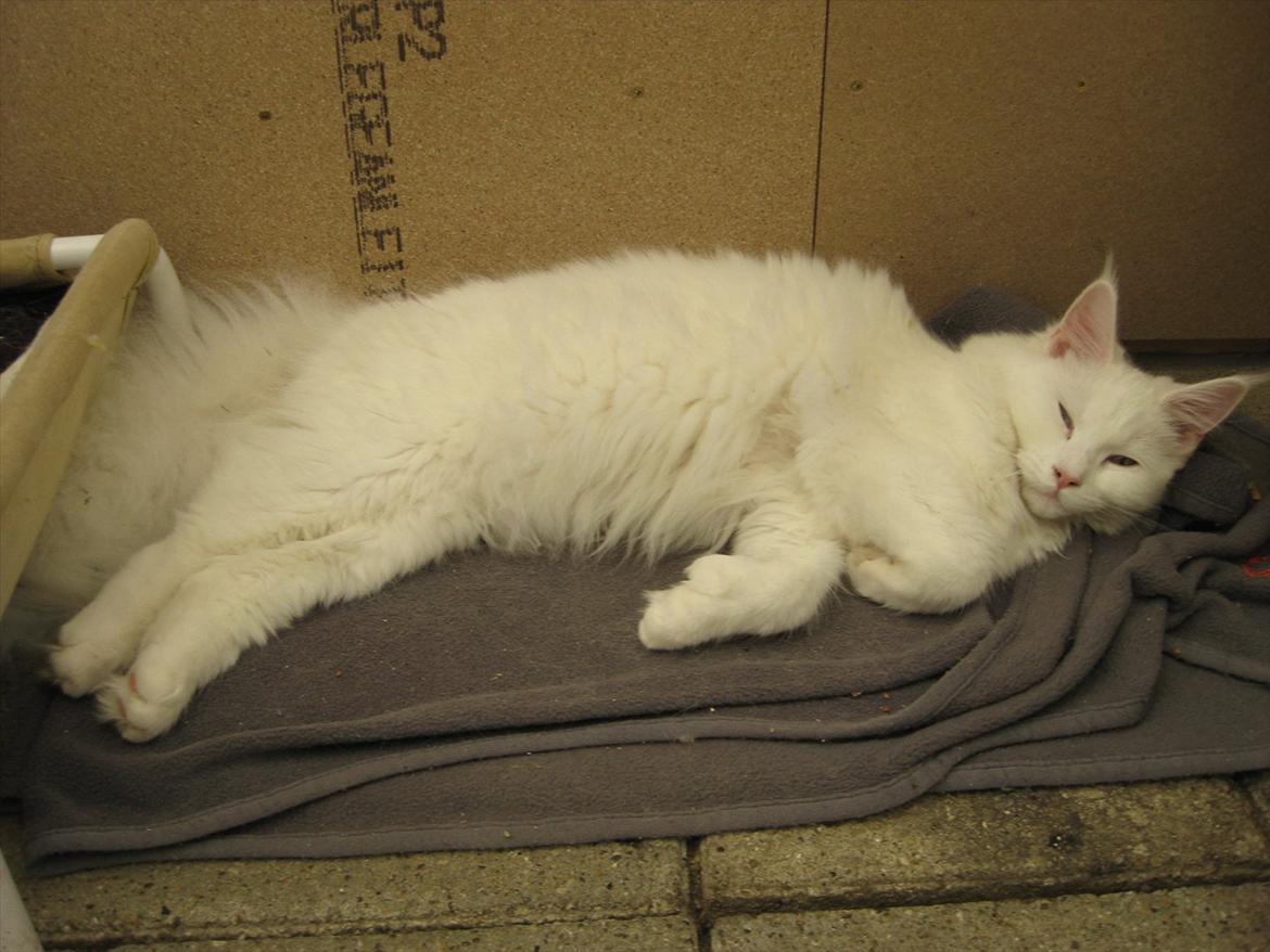 Maine Coon Futte  billede 2