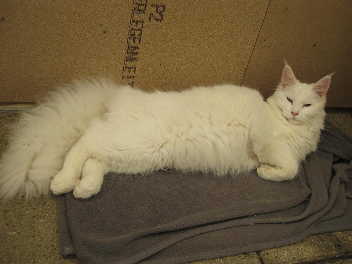 Maine Coon Futte  billede 1